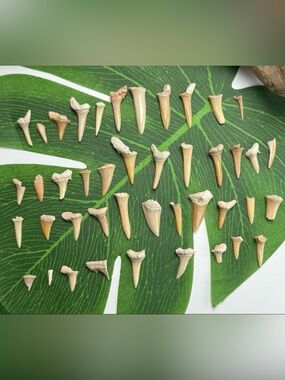 REAL FOSSILS SHARKS TEETH MIXED LOT DIY Jewelry Crafting Collectibles Education